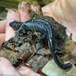 Blue-spotted salamander