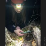 Person using a headlamp and a smart phone while searching for salamanders