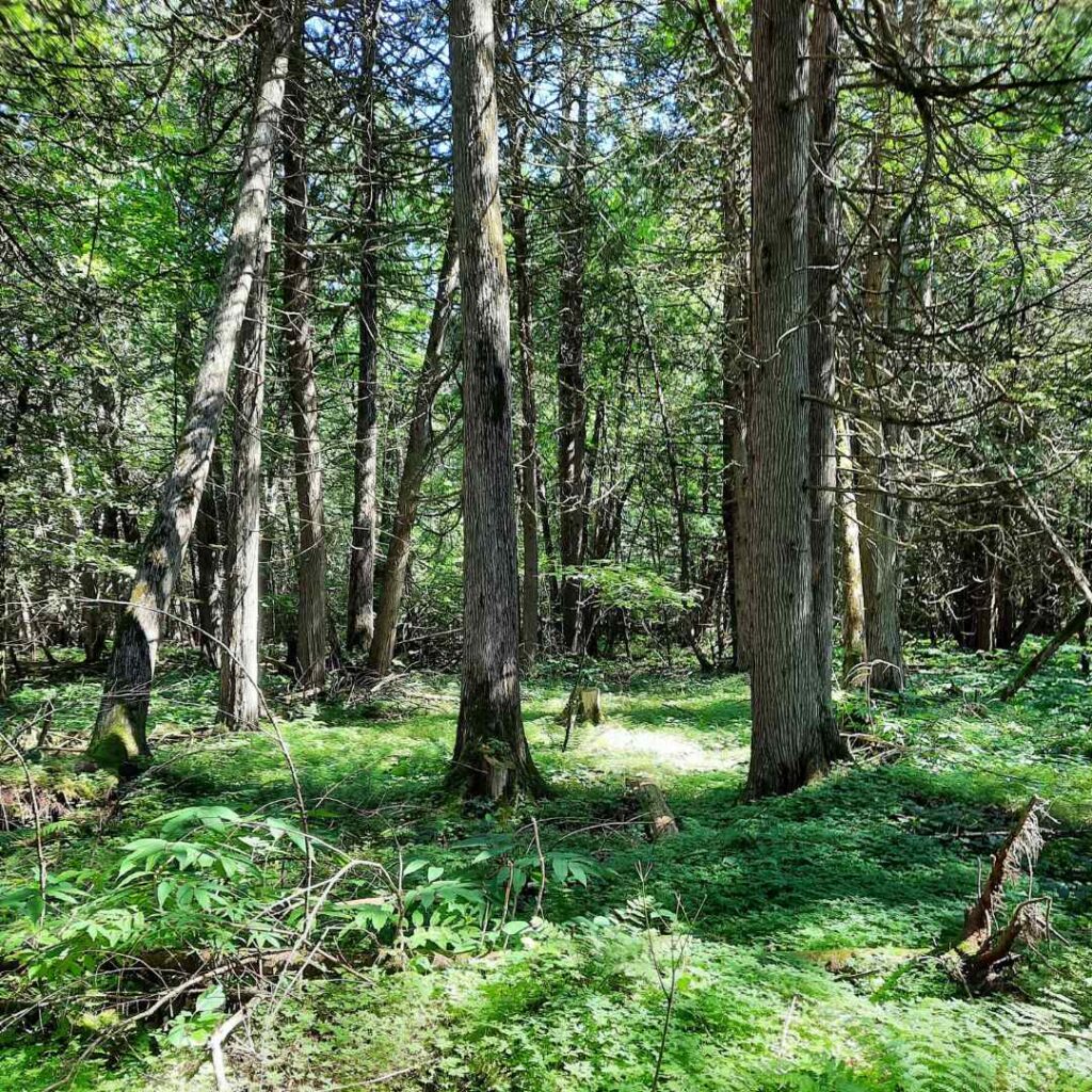 Forest at KLT's Crescent Trust property
