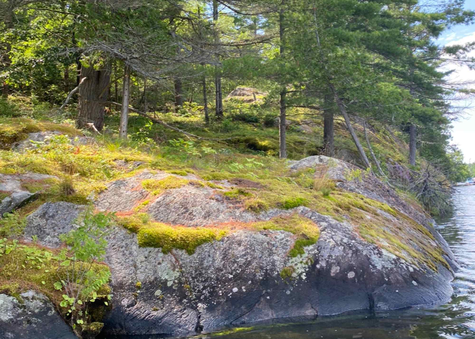 Natural shoreline for property KLT is working with community to protect on Stoney Lake