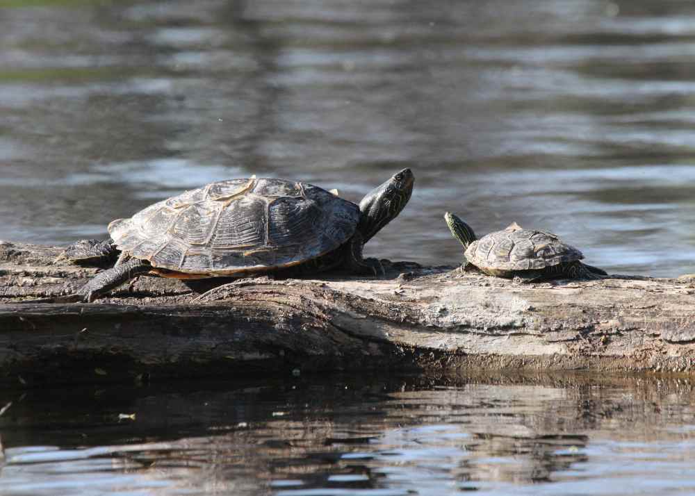 Map Turtles Kawarthas