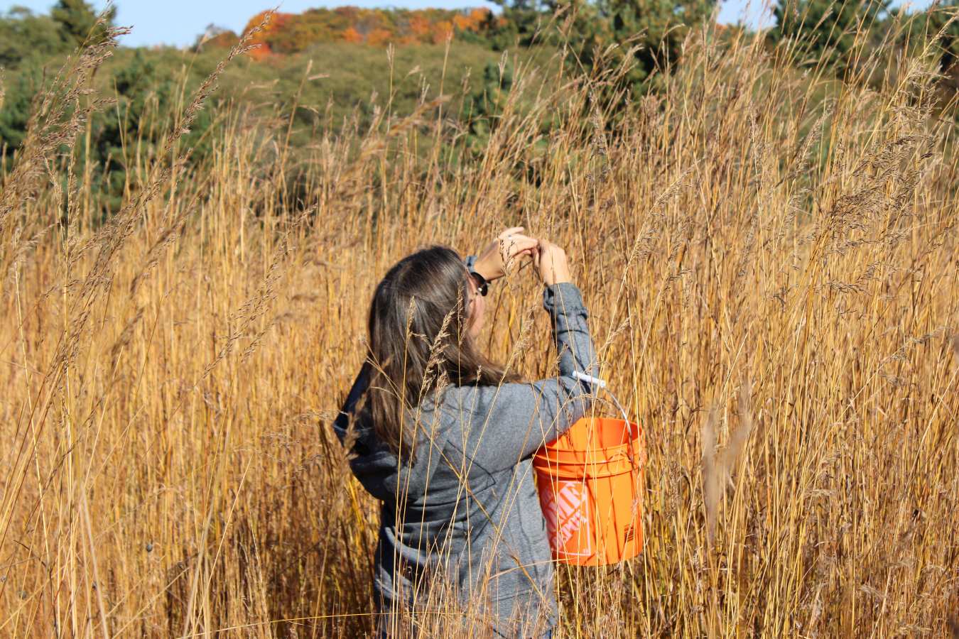 Volunteer collecting tallgrass seeds at tallgrass prairie in Pontypool, Ontario