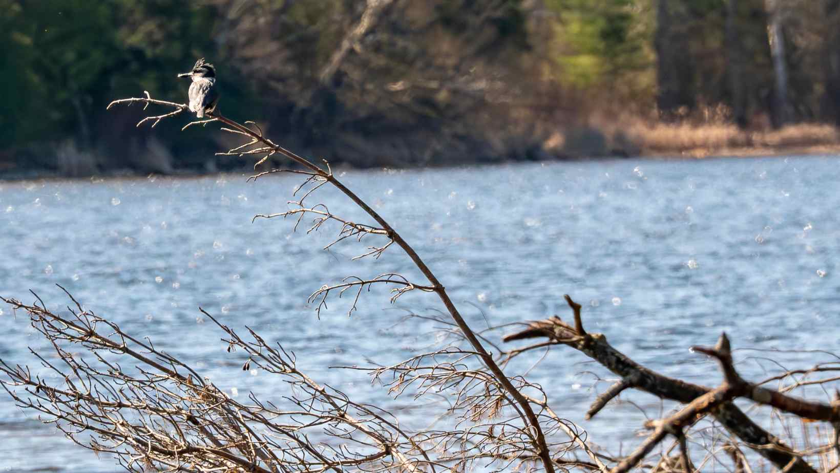 Belted Kingfisher perched on a branch overhanging Pigeon Lake