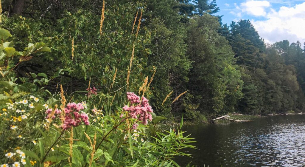 Shoreline at Morton Nature Sanctuary