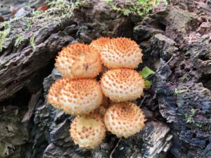 Shaggy Scalycap Mushroom photo taken by Rosalind Chaundy