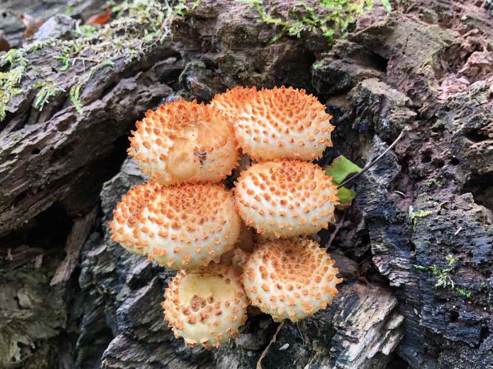 Shaggy Scalycap Mushroom photo taken by Rosalind Chaundy