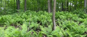 Ferns in the forest at Kawartha Land Trust's Maitman-Sutton CEA