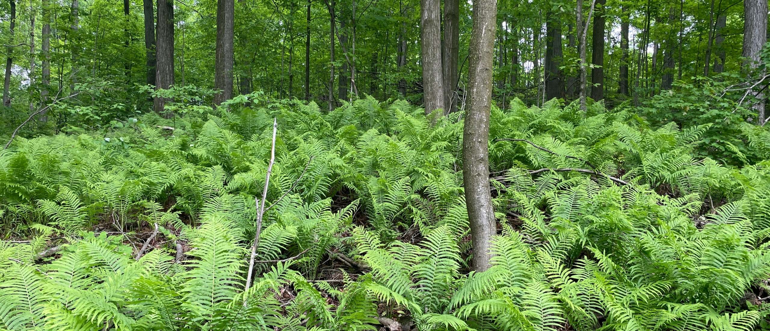 Ferns in the forest at Kawartha Land Trust's Maitman-Sutton CEA
