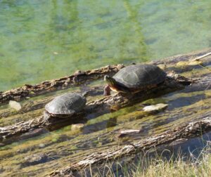 Midland Painted Turtles at Maitman-Sutton CEA