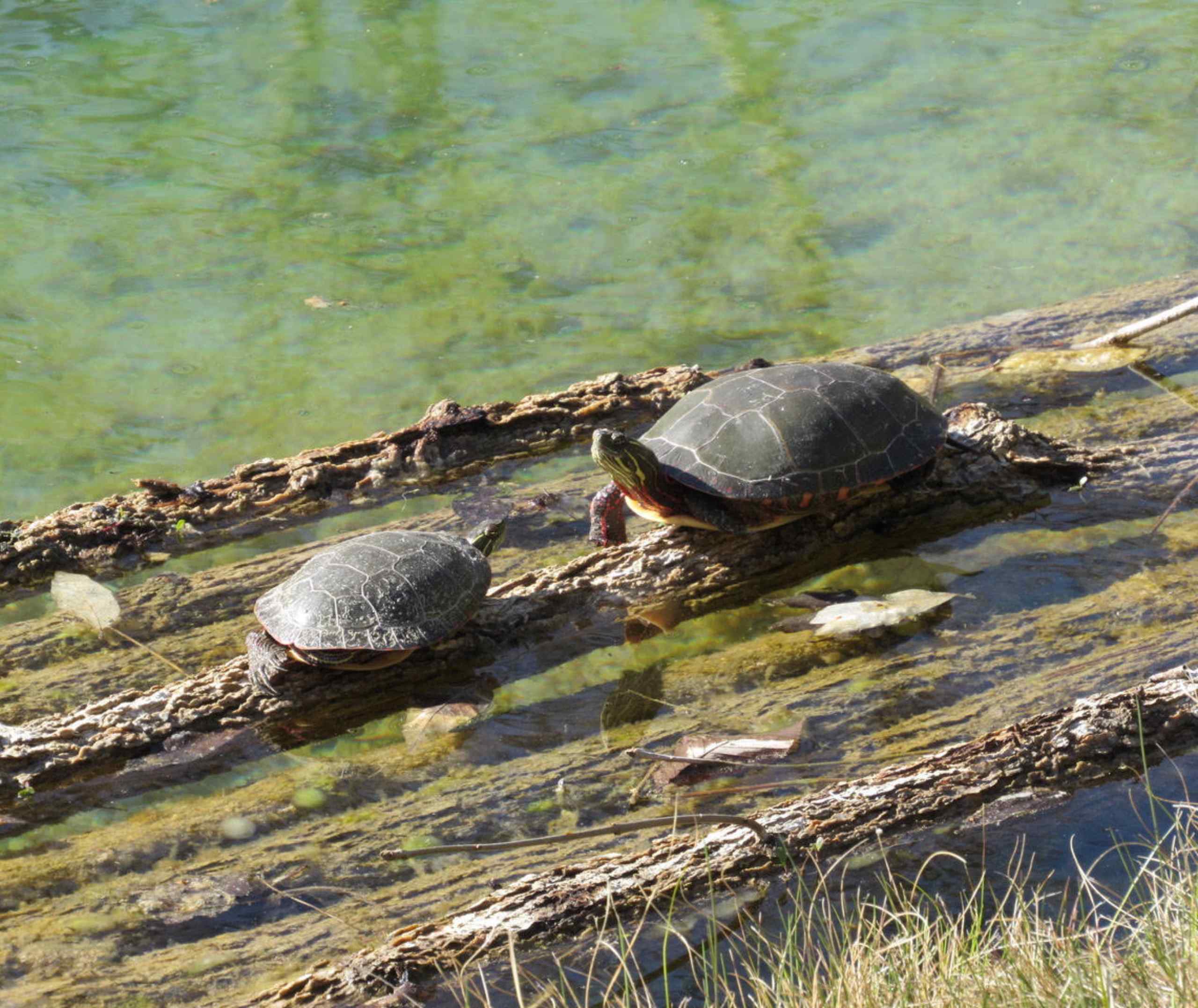 Midland Painted Turtles at Maitman-Sutton CEA