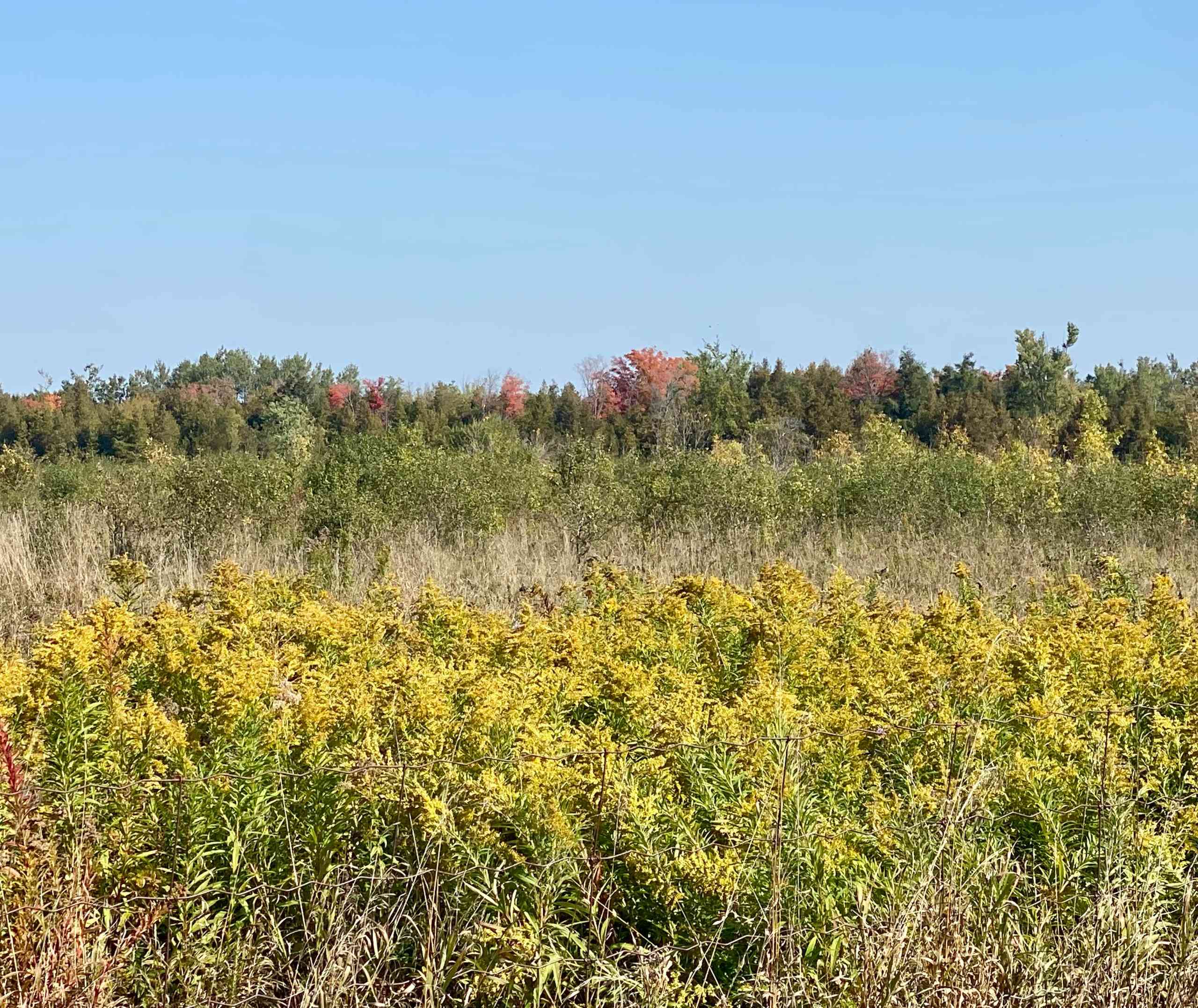 Goldenrod and forest at KLT's Stoney Creek Meadow