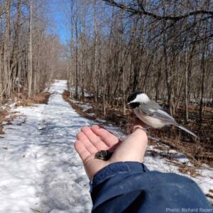 Black-capped Chickadee eating seeds out of a volunteer's hand while walking KLT's Ingleton-Wells publicly accessible trail.
