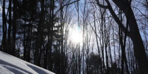 Snowy forested area at KLT's Ingleton-Wells property.