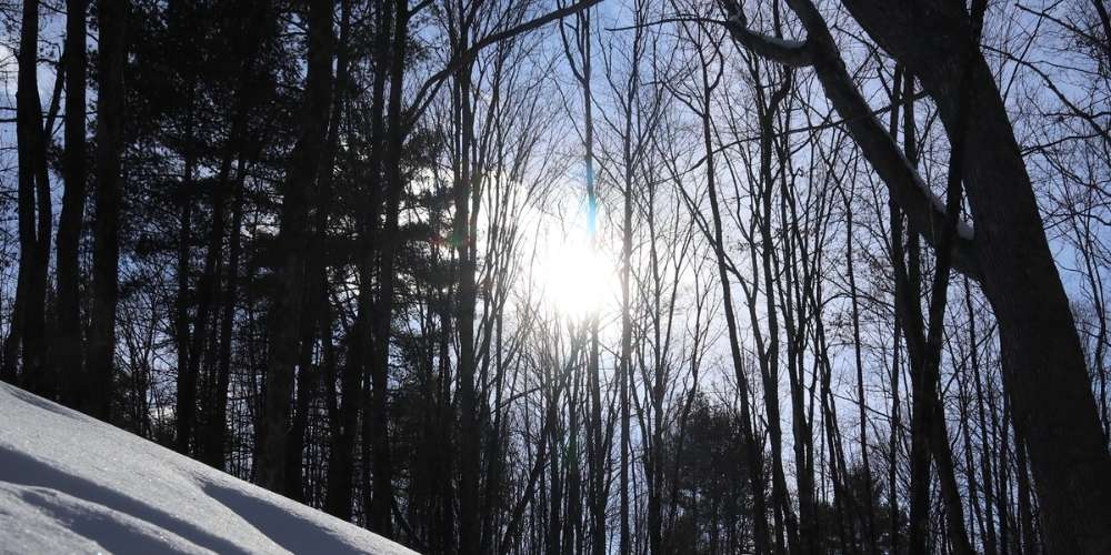 Snowy forested area at KLT's Ingleton-Wells property.