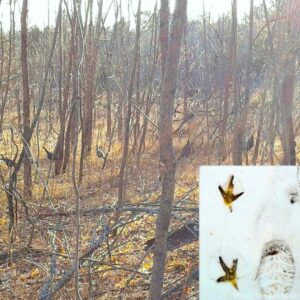 Wild Turkeys roaming the forests at KLT's Ingleton-Wells property with a corner side panel of Wild Turkey prints in the snow.
