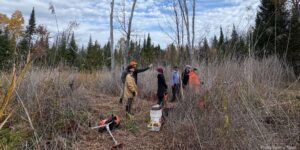 Volunteers cutting dead, standing stems to begin restoration work.