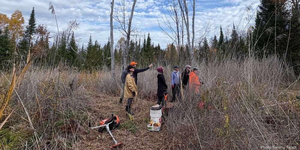 Volunteers cutting dead, standing stems to begin restoration work.