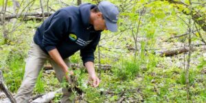 Mitch Ward at KLT's Piper's Woods pulling Garlic Mustard.
