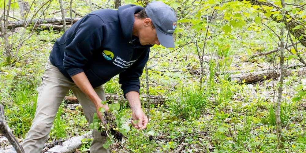 Mitch Ward at KLT's Piper's Woods pulling Garlic Mustard.