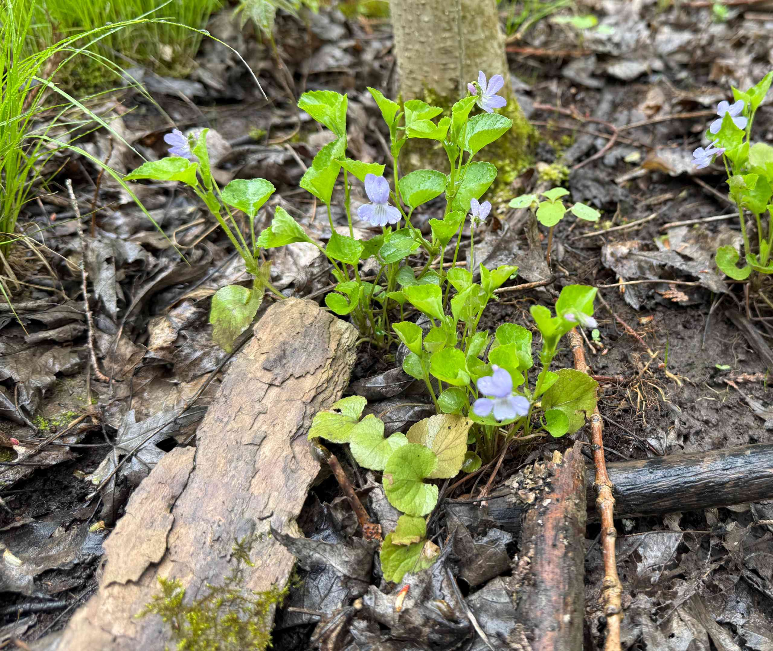 Spring Beauties growing at KLT's Pleasant Point Property