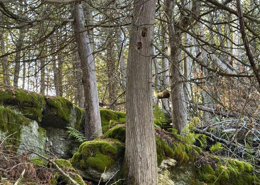 Hugill Road Property in fall