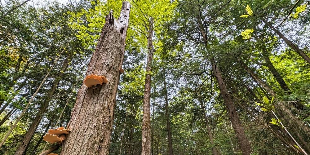 Beautiful view of KLT's Penryn Forest from below with conks on the bowls of the main tree.