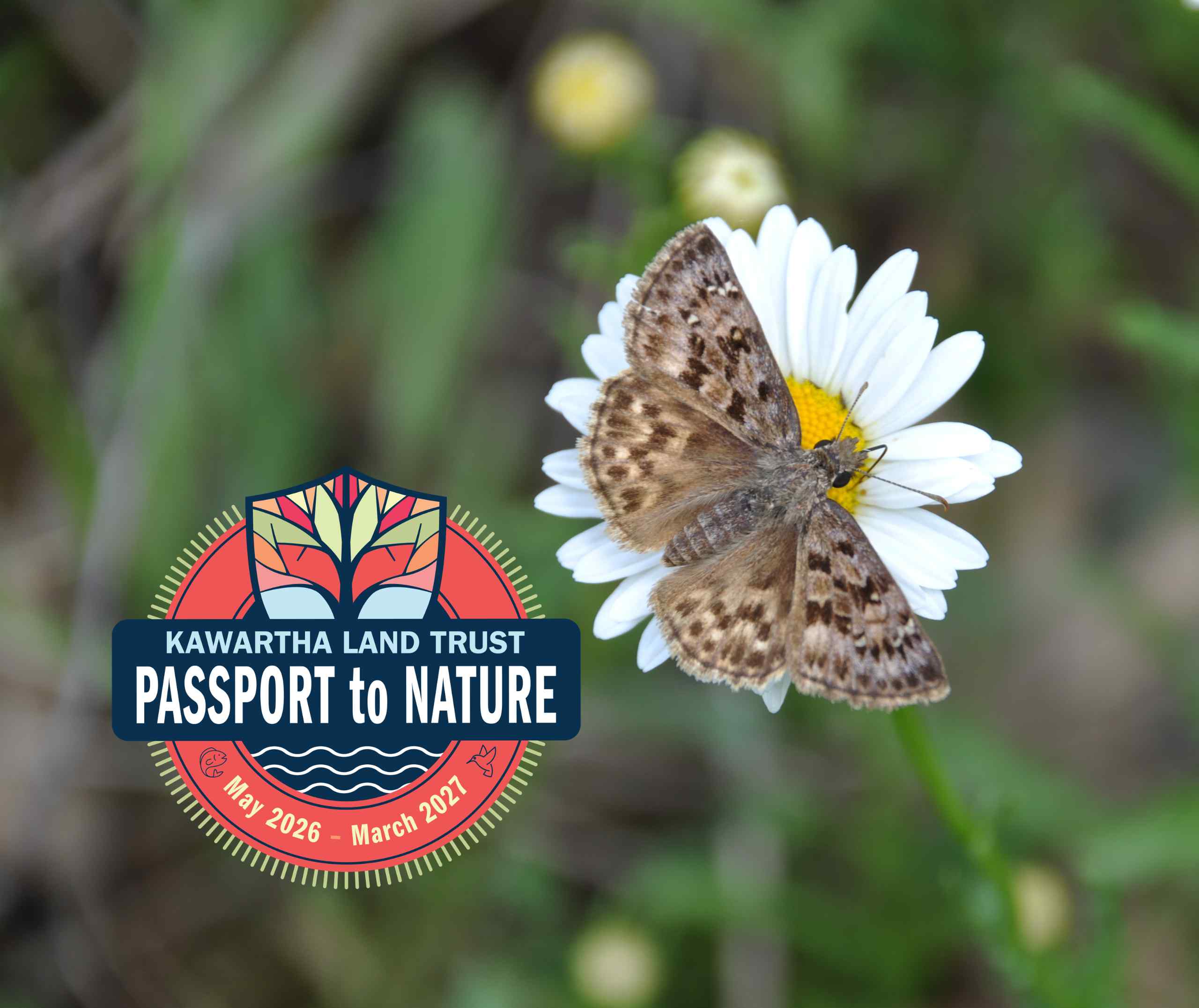 Mottled Duskywing butterfly on a white flower.