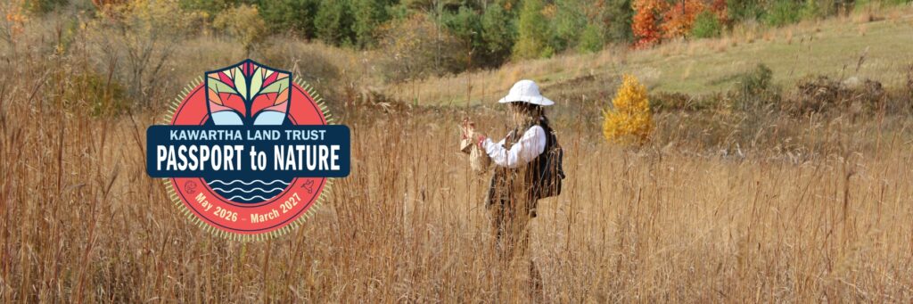 Attendee standing in the Tallgrass Prairie at KLT's Ballyduff Trails.