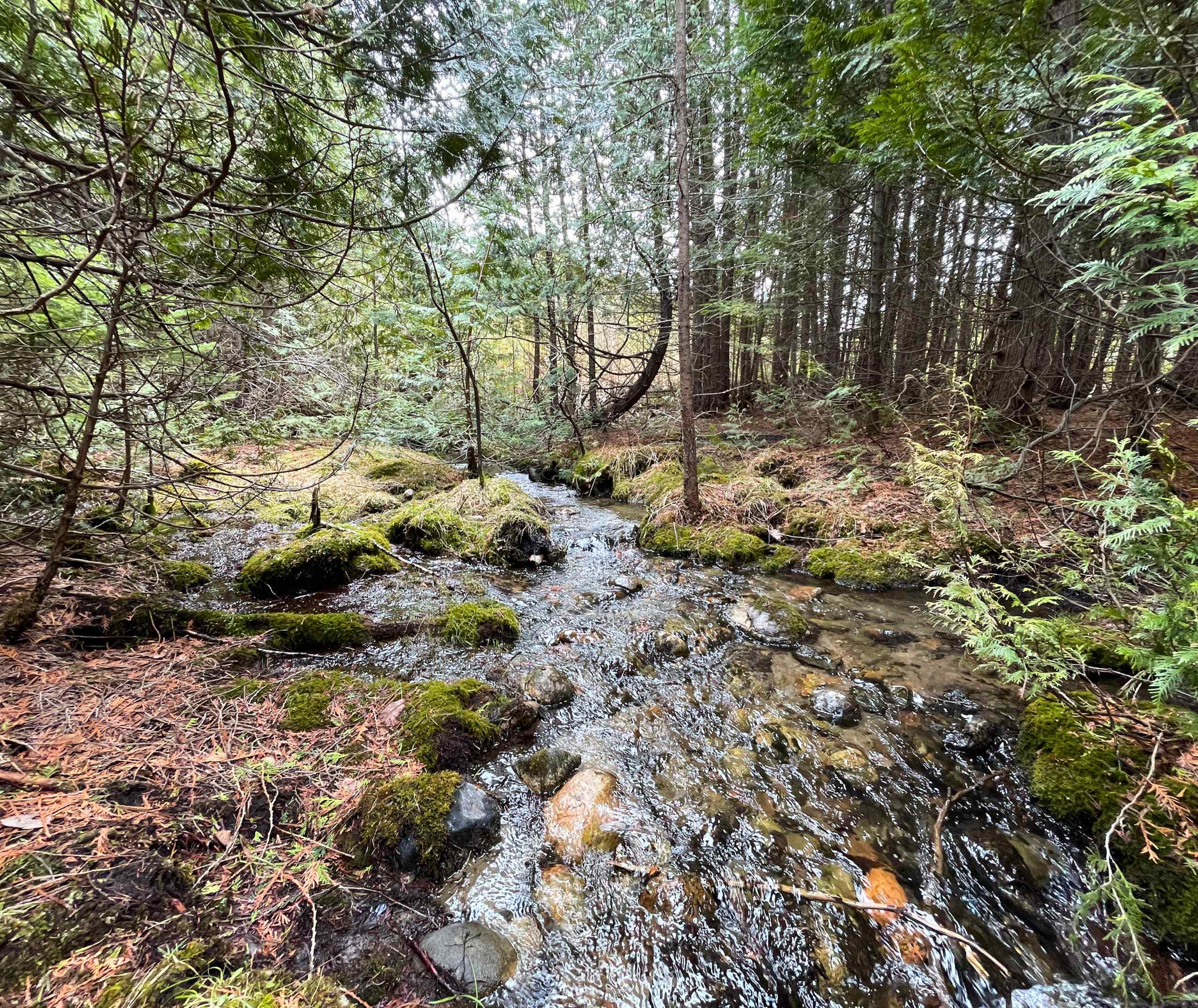 Flowing water coursing through KLT's Penryn Forest.