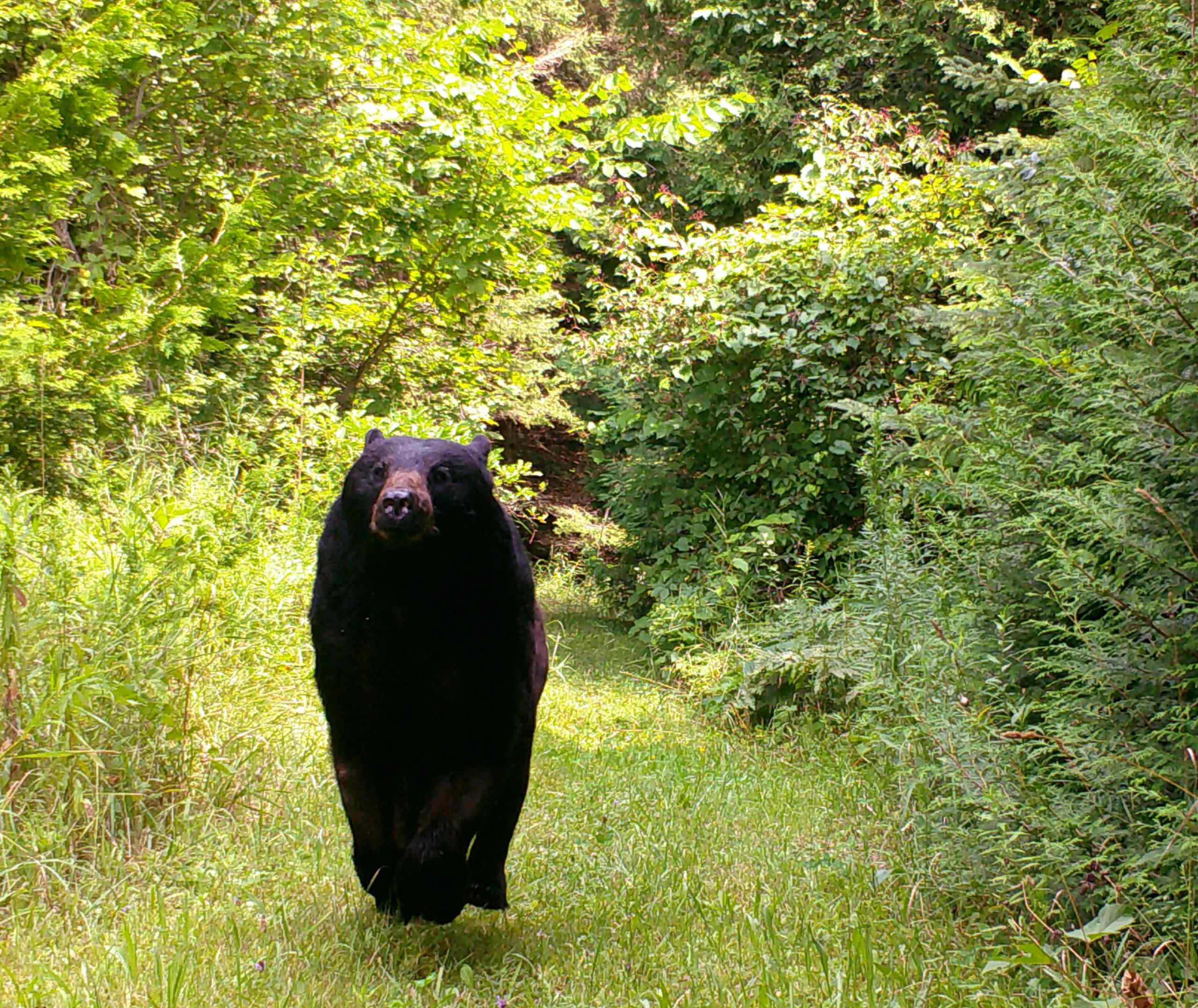 Black Bear at KLT's Pierce-Vigneux Nature Reserve