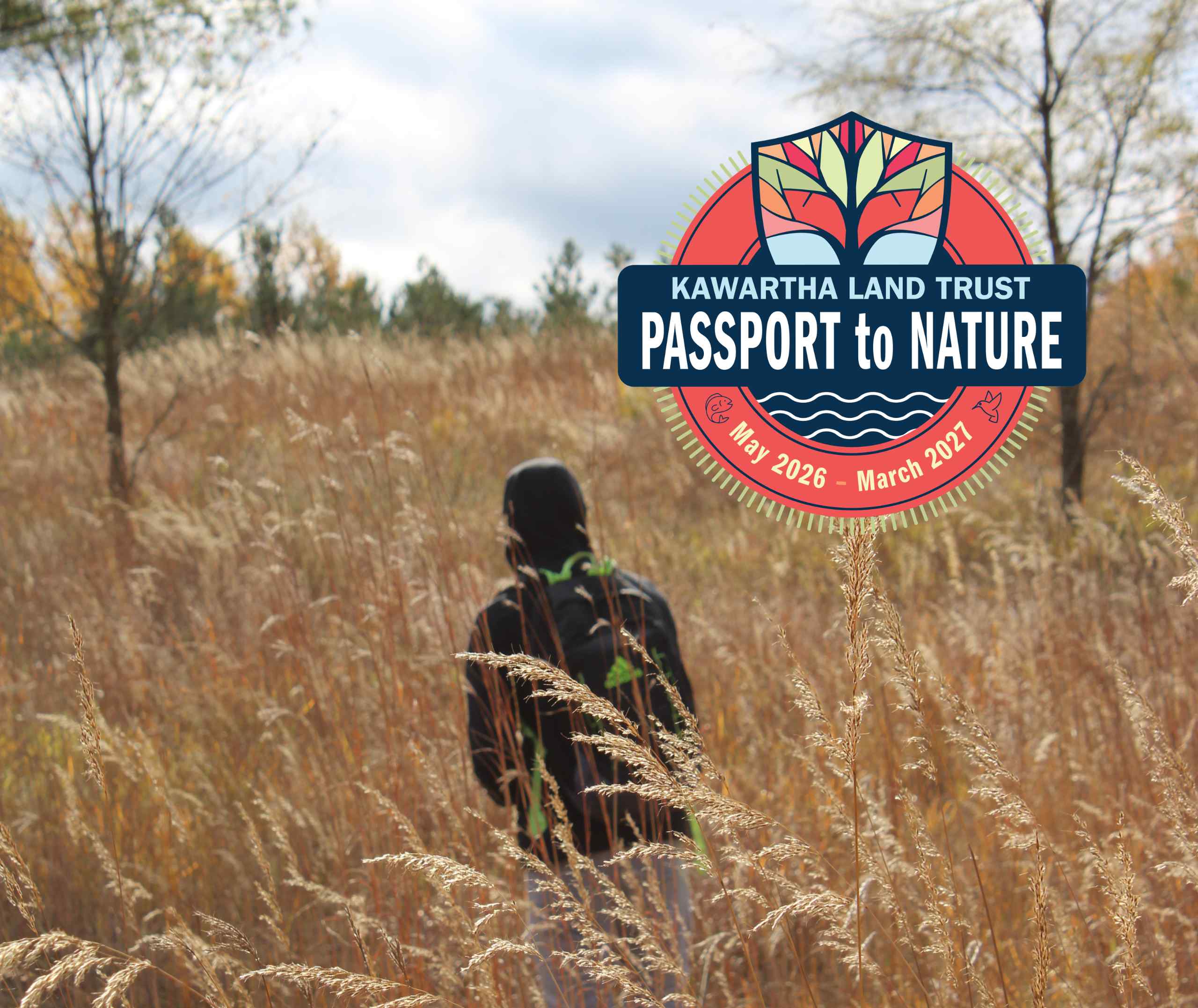 Person walking through a field of tallgrasses.