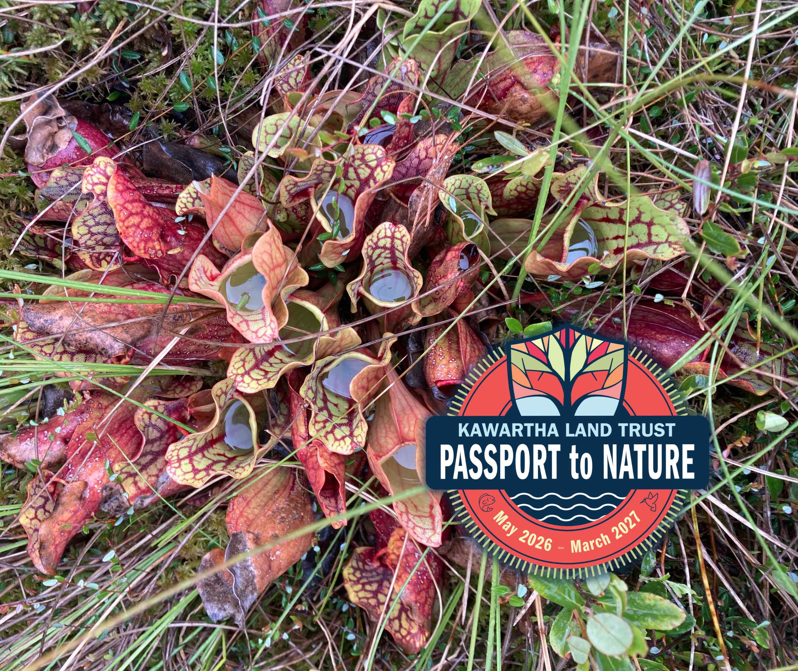 Pitcher Plants