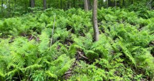A carpet of ferns on a forest floor.
