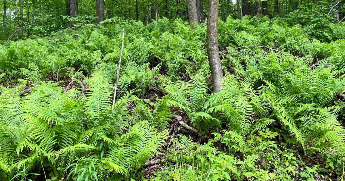 A carpet of ferns on a forest floor.
