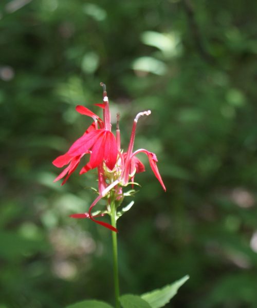 Red Cardinal flower Kawarthas