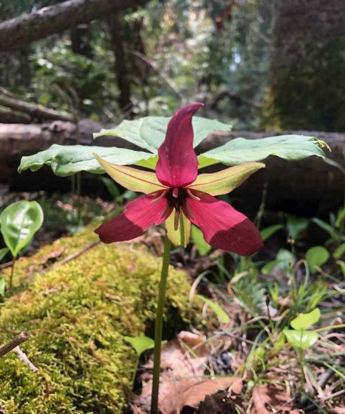 Red Trillium at Roussel-Steffler Memorial Sanctuary