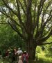 Visitors to KLT's Stony Lake Trails looking at the Viking Oak