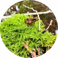 Wood Frog